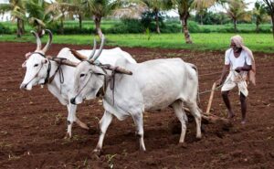 farmer-650_020119010520